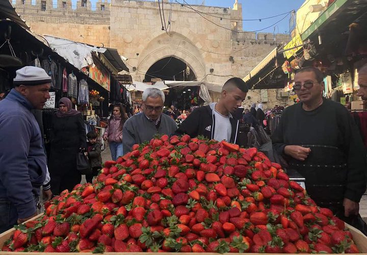 موسم الفرولة يفرض نفسه على أسواق المدينة