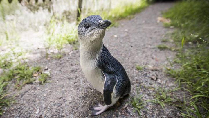 سرقة أندر وأصغر بطريق في العالم !