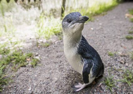 سرقة أندر وأصغر بطريق في العالم !