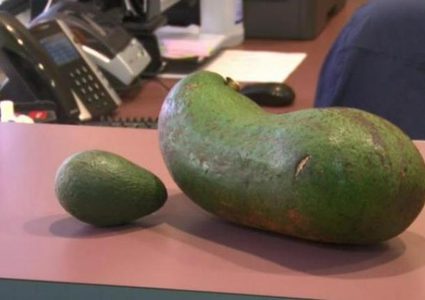 شاهد أكبر ثمرة أفوكادو في العالم