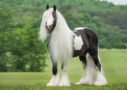 أنواع الخيول في العالم.. تعرف على أسرعها وأغلاها (صور)