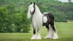 أنواع الخيول في العالم.. تعرف على أسرعها وأغلاها (صور)