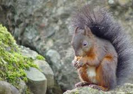 السنجاب الرمادي.. طبق "بيئي" يدخل المطبخ البريطاني