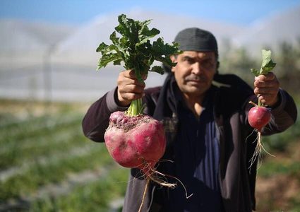 خضروات تخطَّت المعقول..مزارعون متهمون ومسؤولون مقصرون