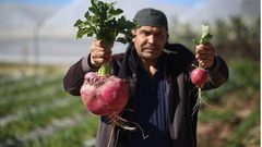 خضروات تخطَّت المعقول..مزارعون متهمون ومسؤولون مقصرون