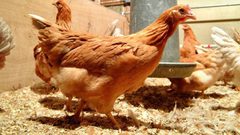 دجاج معدل وراثيا يضع بيضا يعالج السرطان