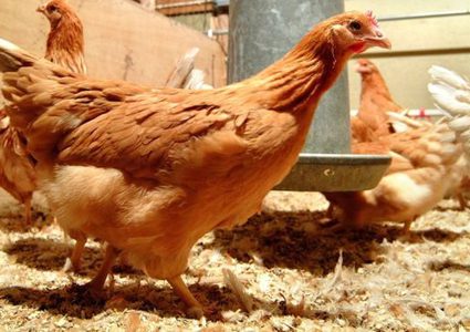 دجاج معدل وراثيا يضع بيضا يعالج السرطان