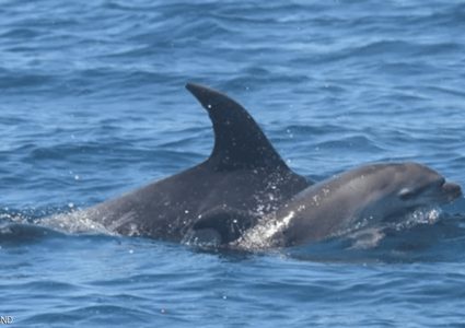 دلفين "ثكلى" تفطر القلوب بلقطة مؤثرة مع صغيرها النافق