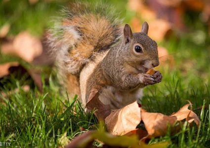 السنجاب الرمادي.. طبق "بيئي" يدخل المطبخ البريطاني
