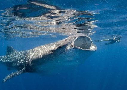 غذاء "سري" لأكبر قرش في العالم