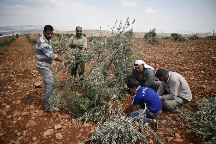 مستوطنون يقتلعون أشتال زيتون في منطقة الحمرا