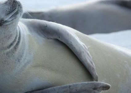 العثور على شريحة تخزين في فضلات فُقمة مجمّدة