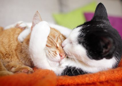 بروفيسور تركي يشجّع طلابه على تربية القطط