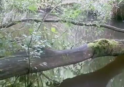 جذع شجرة يتحول إلى بطل فيديو