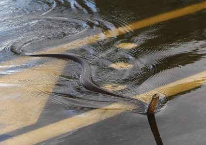 أستراليا تحذر عقب اجتياح التماسيح والأفاعي لمناطق الفيضانات