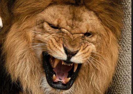 نجا بطريقة استثنائية... هكذا تصرف عداء أمريكي هاجمه أسد