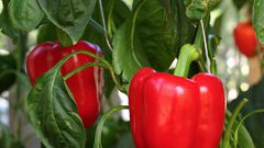 معلومات عن الفوائد الغذائية للفلفل