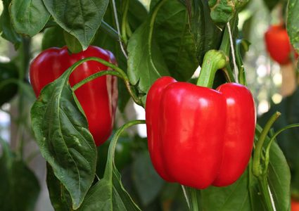 معلومات عن الفوائد الغذائية للفلفل