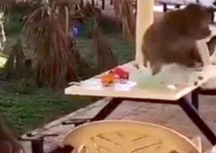 قرود جائعة تقتحم جامعة سعودية