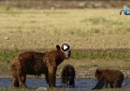 على طريقة ماوكلي... دب يعتني بطفل تاه في الغابة