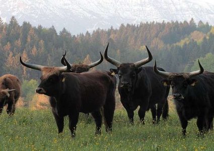 هل يجب أن تتخلى البشرية عن اللحوم؟