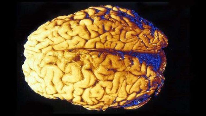 سبب غير متوقع لتطور دماغ الإنسان