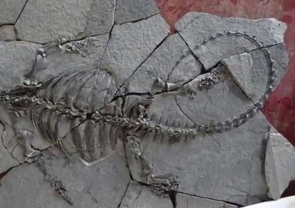 اكتشاف أقدم ورم سرطاني