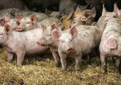 "أبشع ميتة".. امرأة روسية أكلتها الخنازير وهي حية!