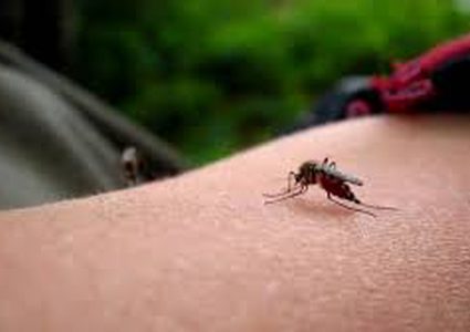 علماء: الاقتراب من ايجاد"حل ثوري"لمكافحة لدغات البعوض للبشر