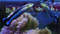 الأسماك تمتلك قدرة التعرف على نفسها في المرآة!