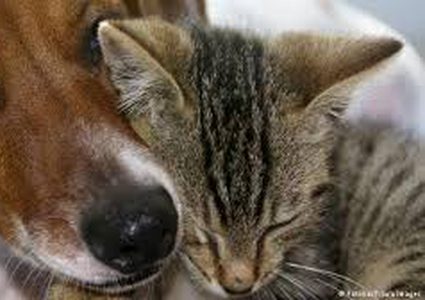 القبض على شابة بريطانية تقتل حيواناتها الأليفة بصورة بشعة !