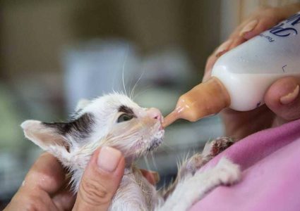 مكالمة تنقذ ما تبقى في حظيرة الموت بالتجويع