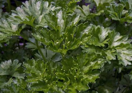 أطعمة "سحرية" تحميك من هشاشة العظام