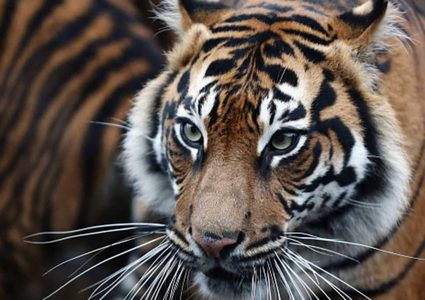 نمرة تلقى حتفها في معركة مع شريكها المحتمل