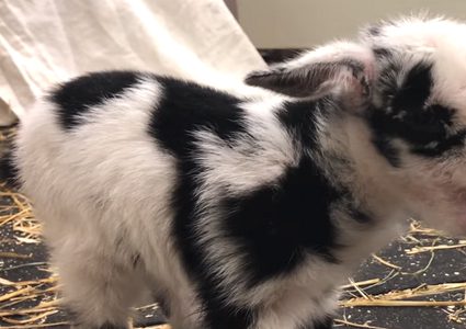 موقف طريف لقطيع نموس يلاعب ماعزا صغيرا