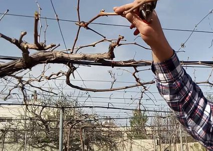 لضمان جودة الثمر ..مزارعو العنب يشرعون بتقليم أشجارهم