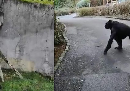 خطة ذكية من قرود للهروب من حديقة الحيوان