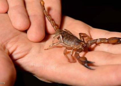 العقارب تغزو البرازيل بسبب ارتفاع الحرارة وتغير المناخ