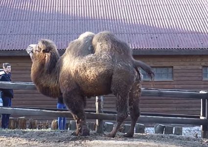 بالفيديو.. جمل ينقذ سيارة من ورطة وقعت بها!