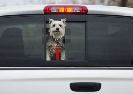 كلب يخرج صاحبه من غيبوبته قبل فوات الأوان!