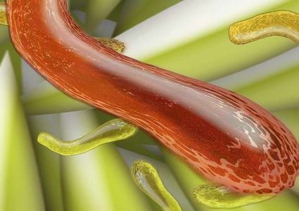 اكتشاف ألفي نوع جديد من البكتيريا في أمعاء الإنسان