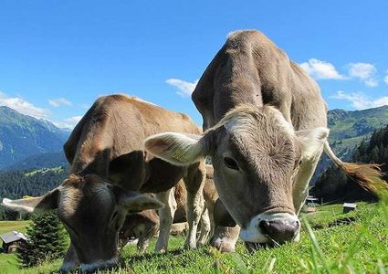 تطبيق "تعارف رومانسي" يساعد الأبقار في العثور على شريك مناسب