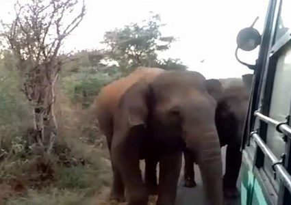 لماذا هاجمت الفيلة حافلة ركاب؟