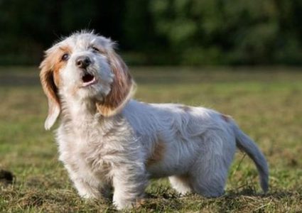 بلدة في فرنسا تحظر نباح الكلاب في الأماكن العامة!