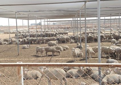 الحكومة تستجيب لمناشدة مستوردي الأغنام الحية