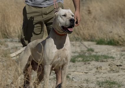 علماء: الكلاب أصبحت خطرا جديا يهدد الحياة البرية