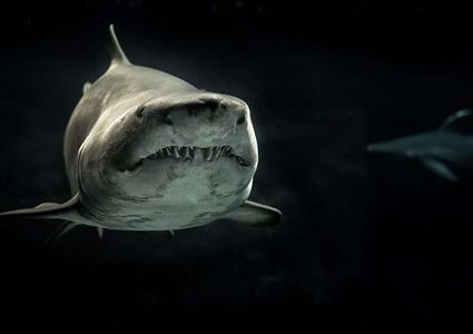 امرأة تنقذ صغير قرش قبل أن يرى النور! (فيديو)