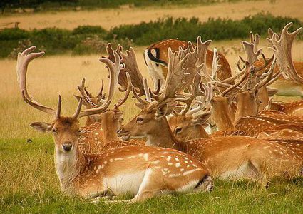 هل يلي جنون البقر 'زومبي الغزلان'؟