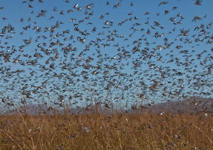 الجراد يغزو دول البحر الأحمر.. ويهدد بتدمير المحاصيل