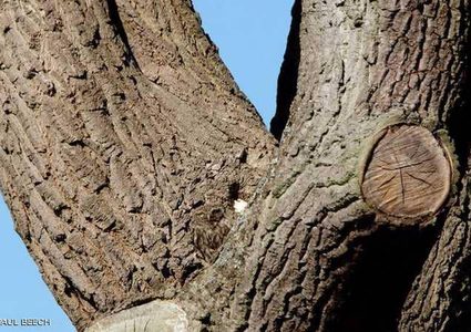 مصوّر يتحدى أصحاب العيون الثاقبة لرؤية الطائر في الصورة